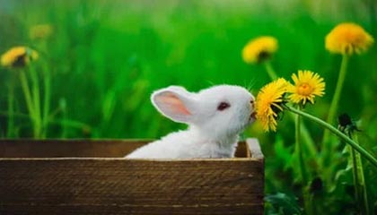 今日十佳球！湖人不错，占了两....